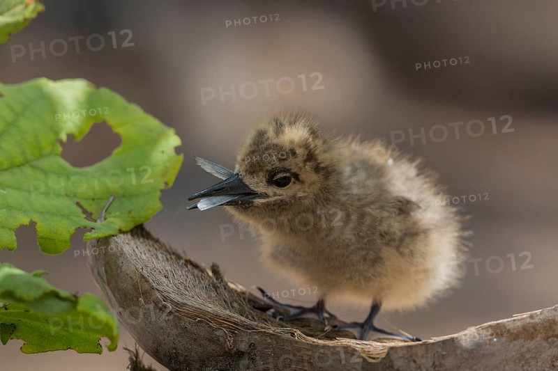 White tern