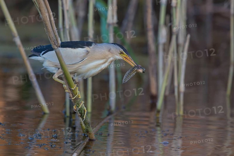 Little bittern