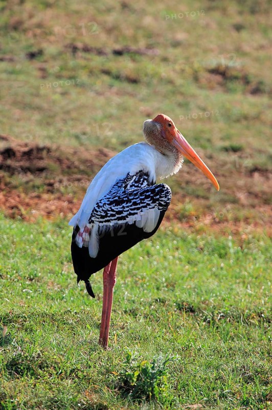 Painted stork