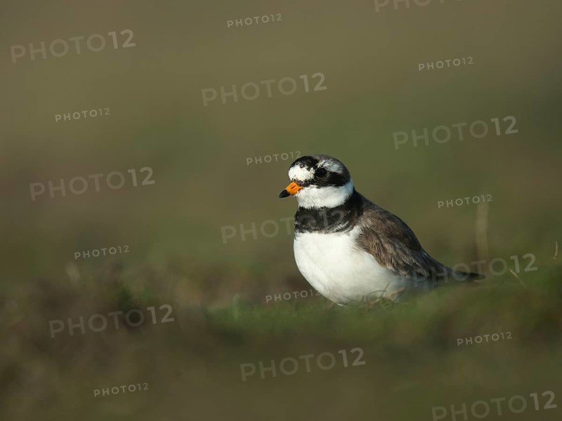 Ringed plover