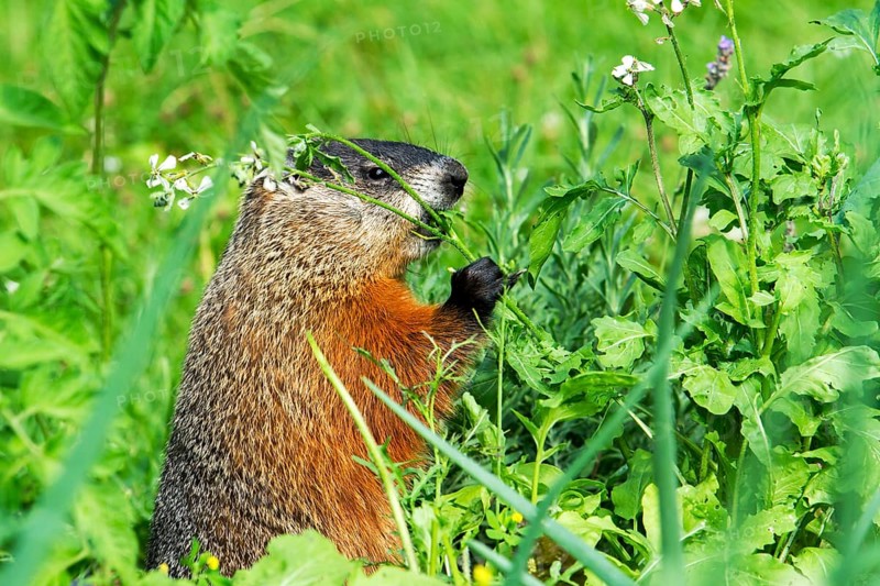 Groundhog feeding in a garden
