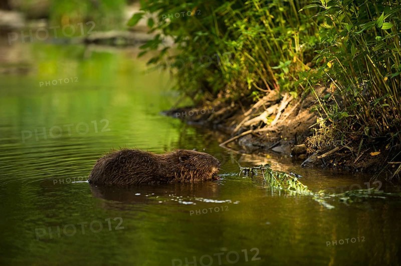 European beaver