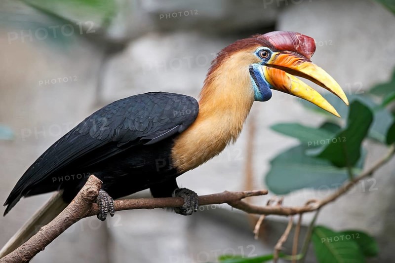 Knobbed Hornbill