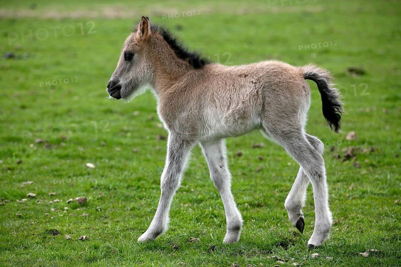 Wild Horse Duelmen