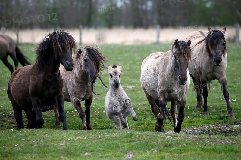 Wild Horse Duelmen