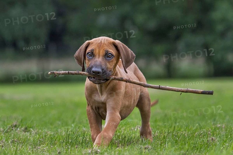 Rhodesian Ridgeback