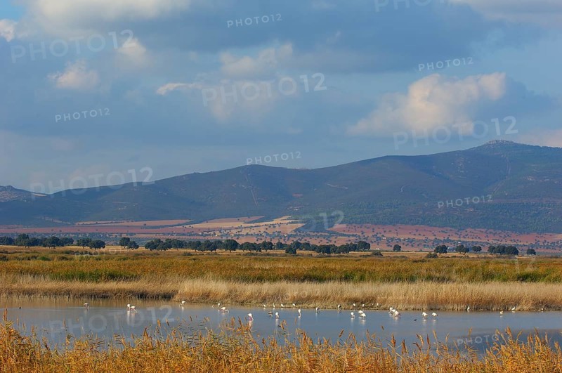 Daimiel