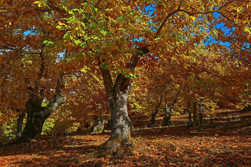 Chestnut