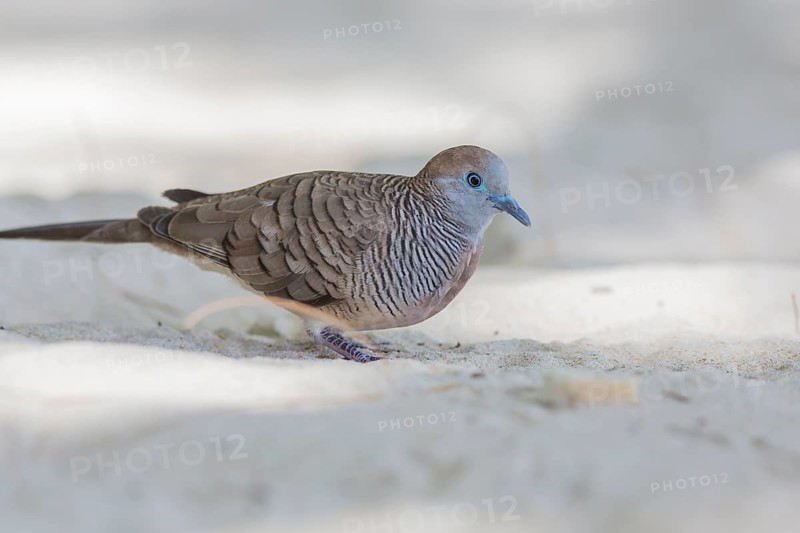 Zebra dove
