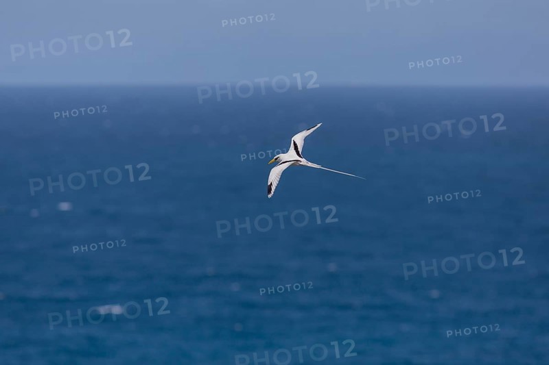 White-tailed tropicbird
