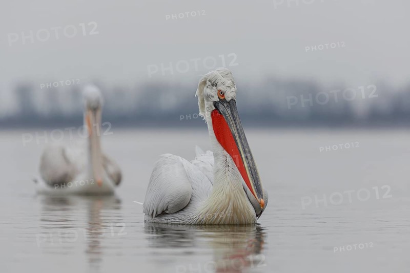 Dalmatian pelican
