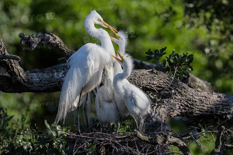 Great egret