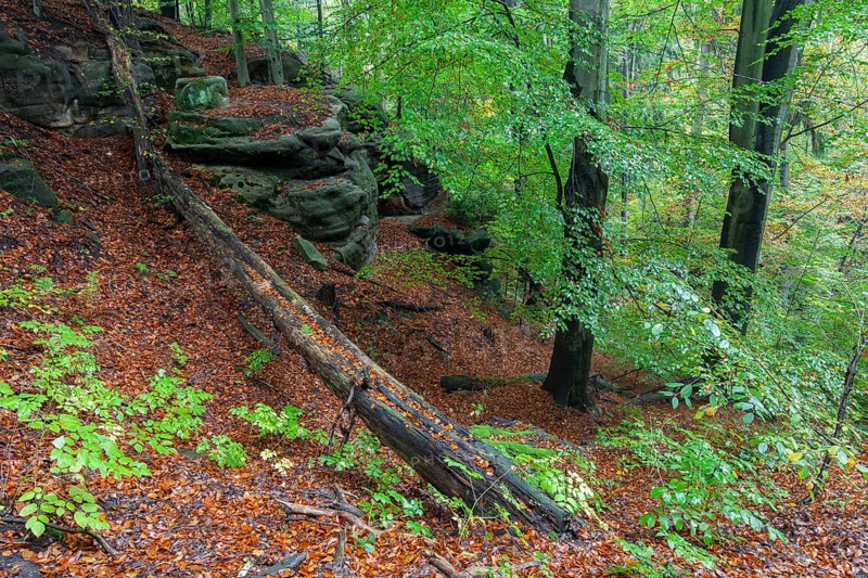 Forest at Goldstein