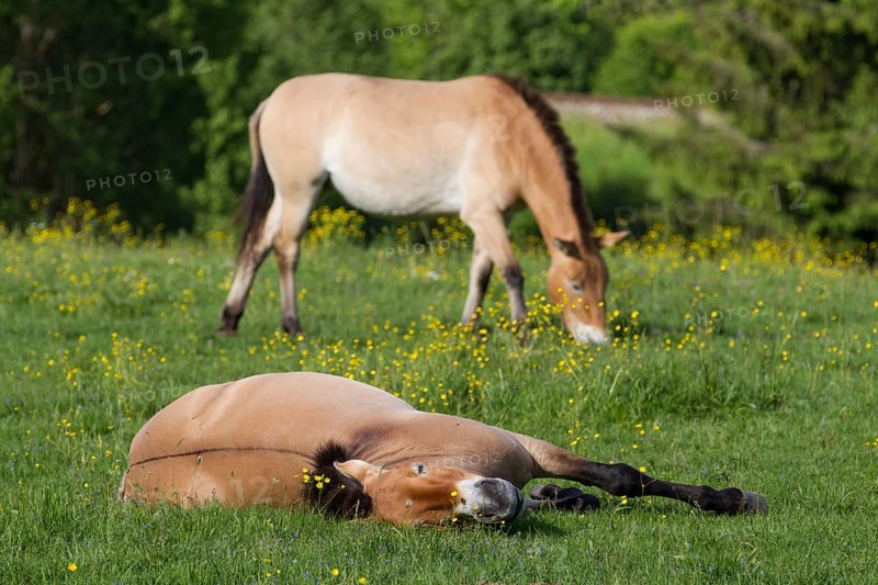 Przewalski's wild horses