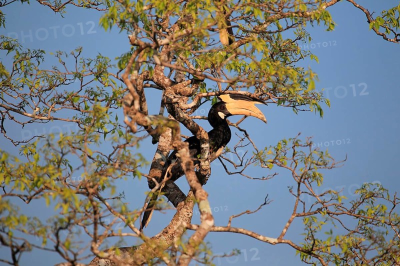 Malabar pied hornbill