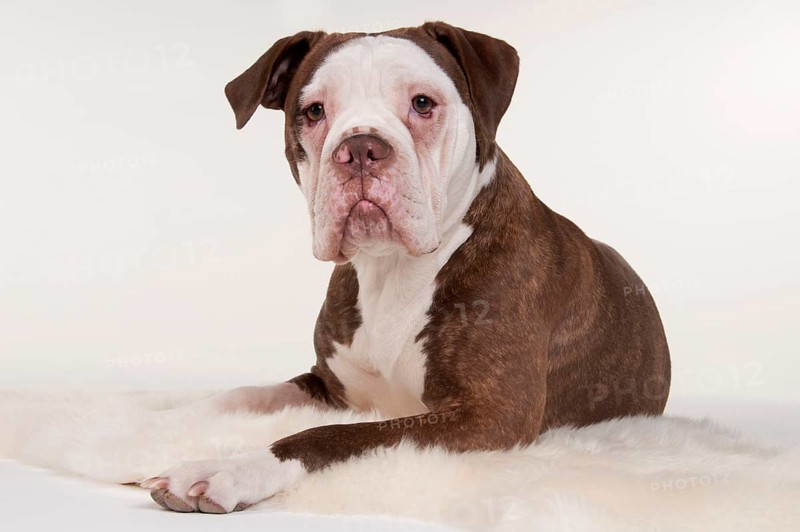 Olde English Bulldog