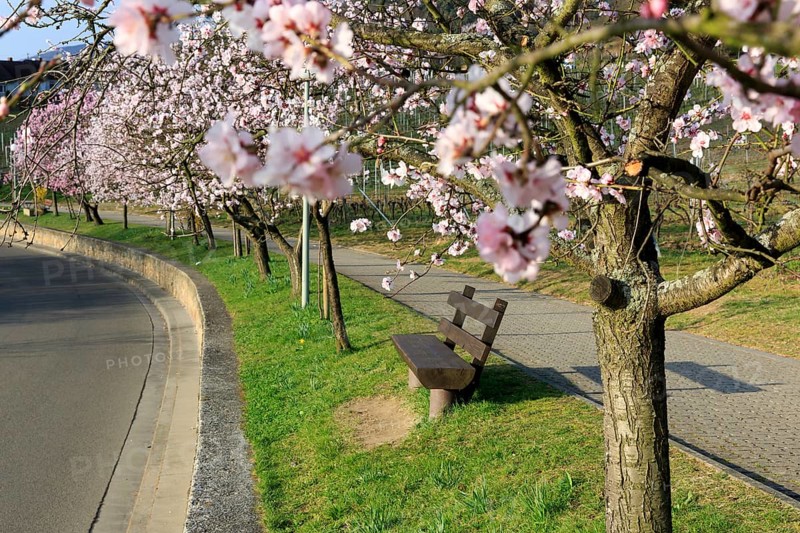 Almond tree