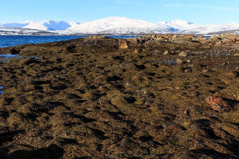 Ersfjordbotn