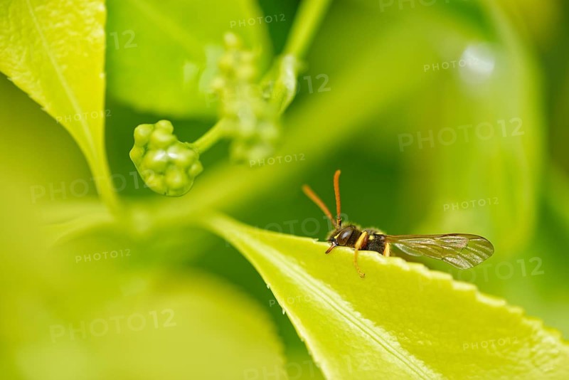 Red legged wasp-like bee