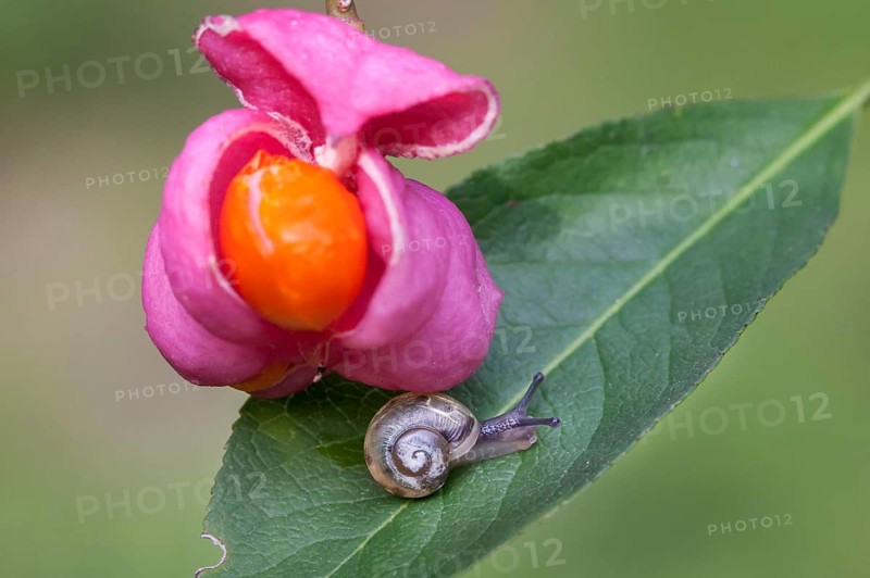Sprindle bush