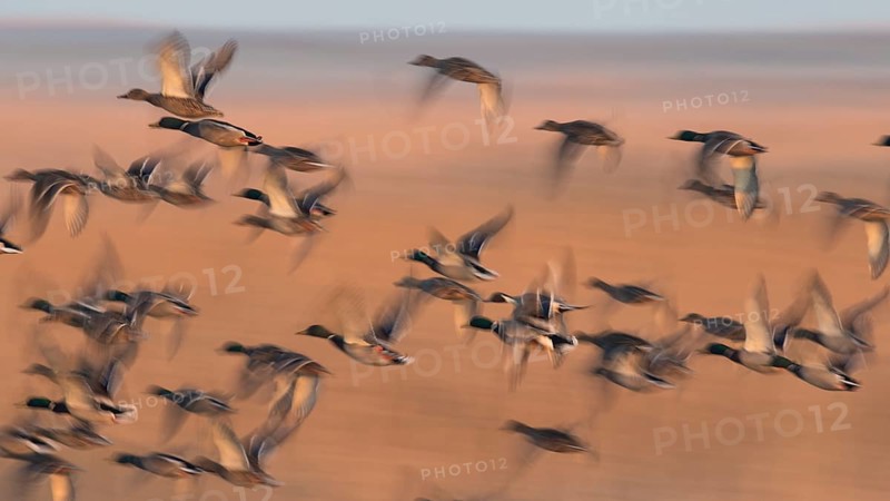 Mallards