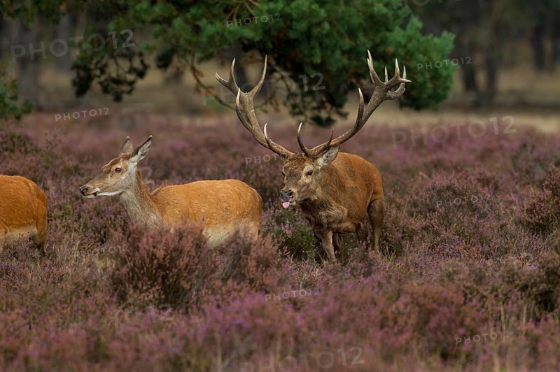 Red deer in the Hoge Veluwe National Park