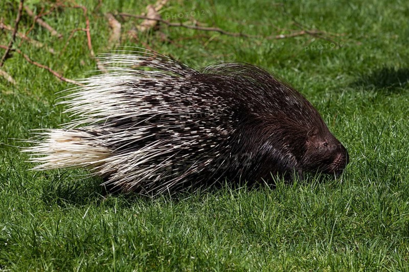 Crested porcupine