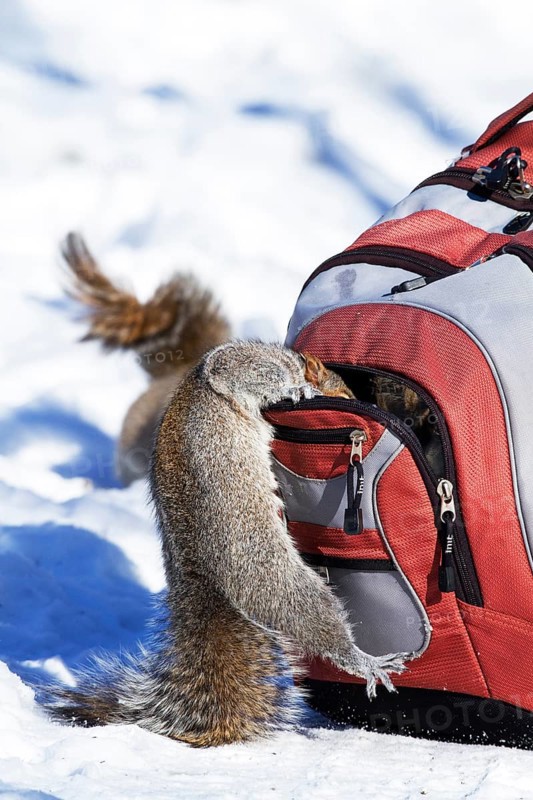 Eastern grey squirrel looking for peanuts in a backpack