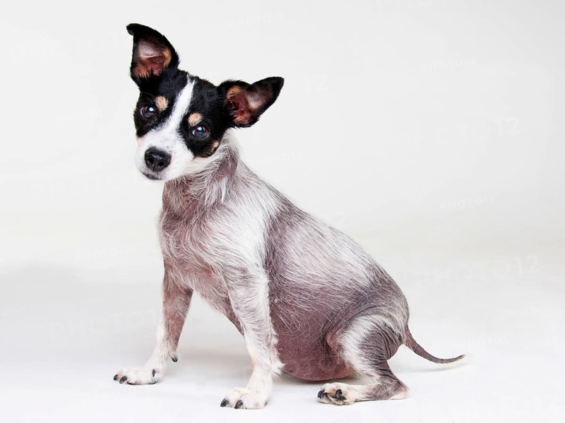 Jack Russell Terrier