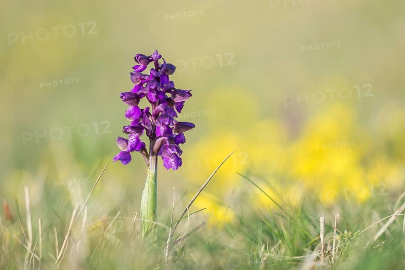 Green-winged orchid