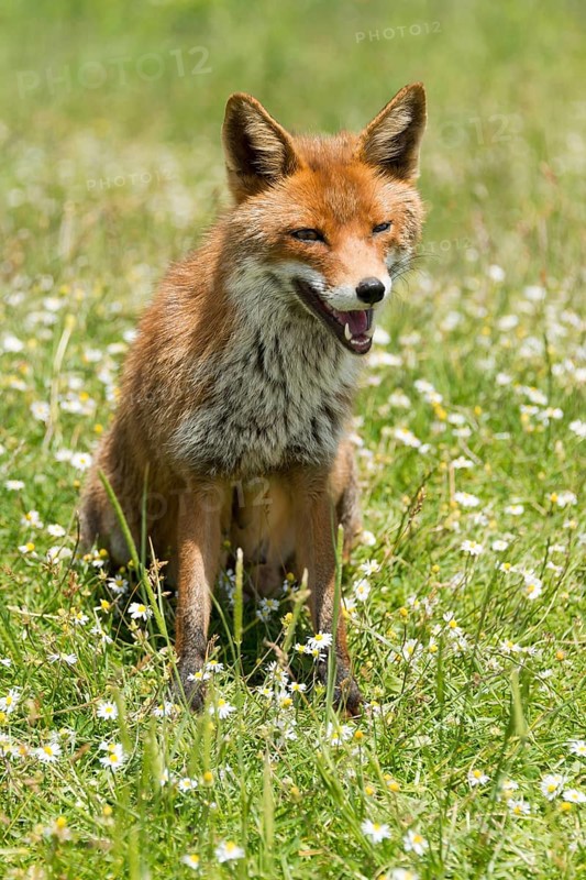 Red fox