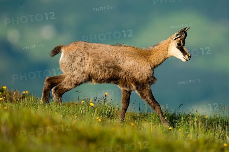 Chamois