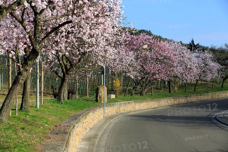 Almond tree