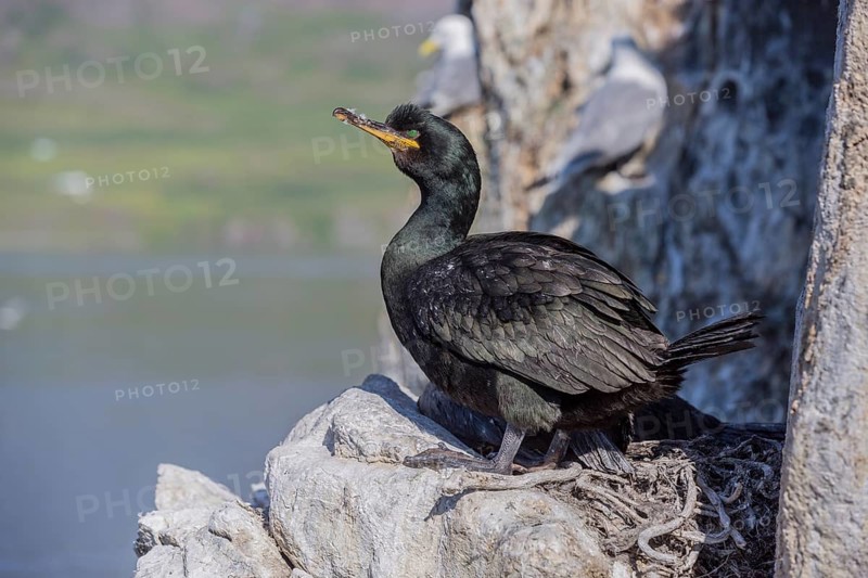 Common shag