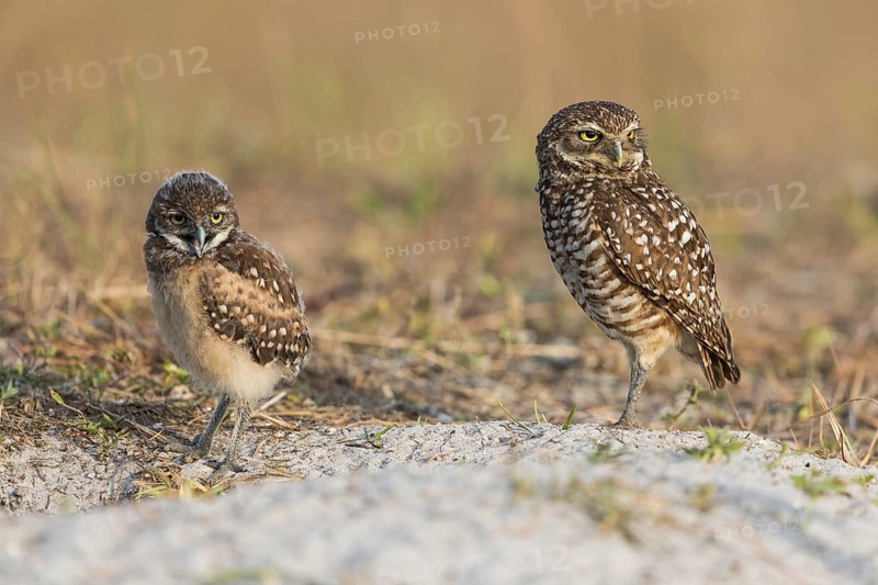 Burrowing owl