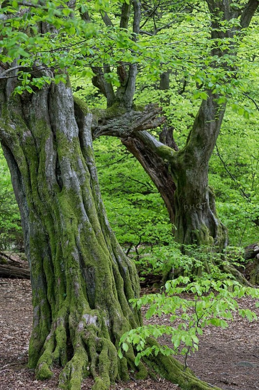 European hornbeam