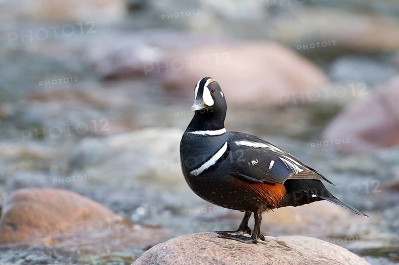 Harlequin duck