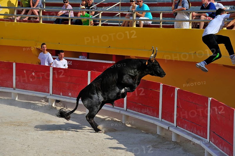 Bullfight