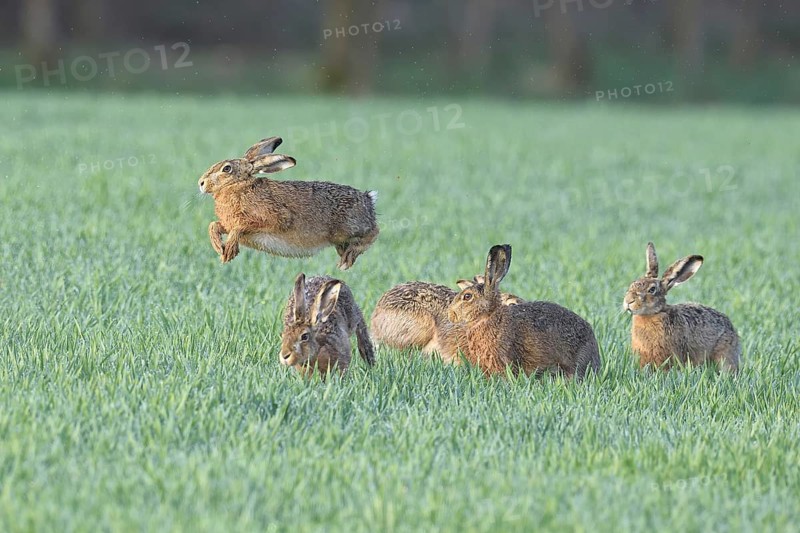 European Hare