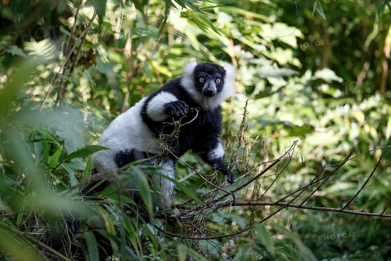Black and white ruffed lemur