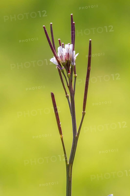 Cardamine hirsuta