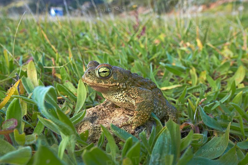 Natterjack Toad