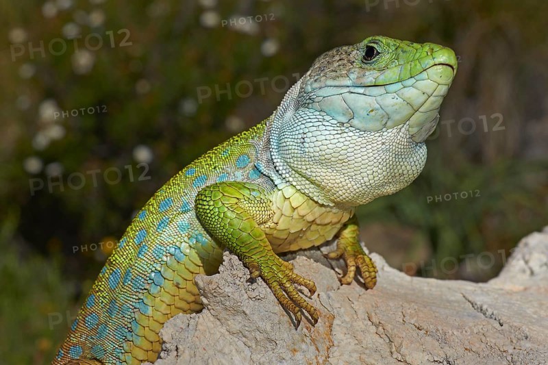 Scaled lizard