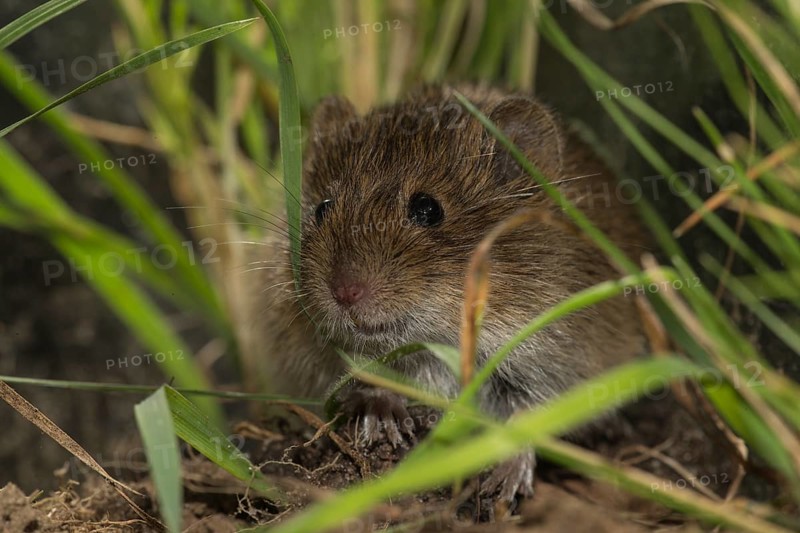 Common vole