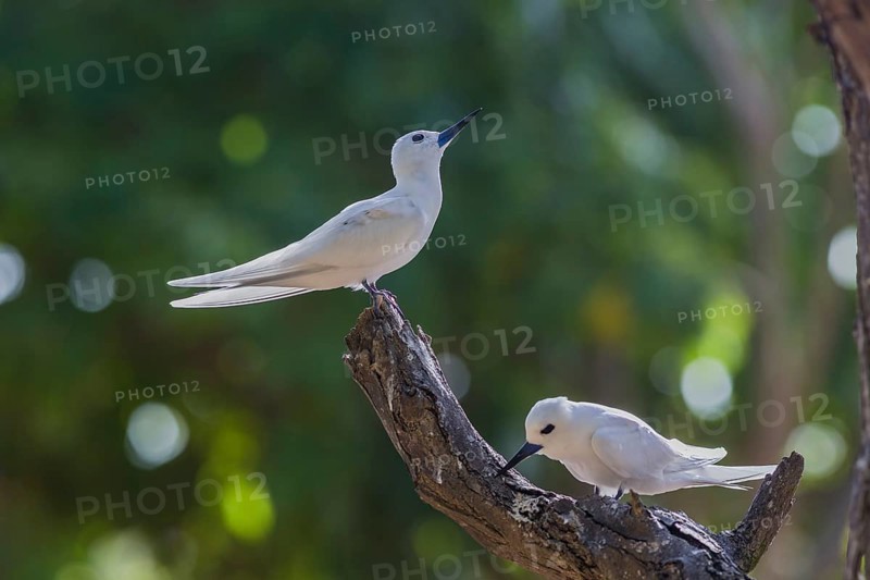 White tern