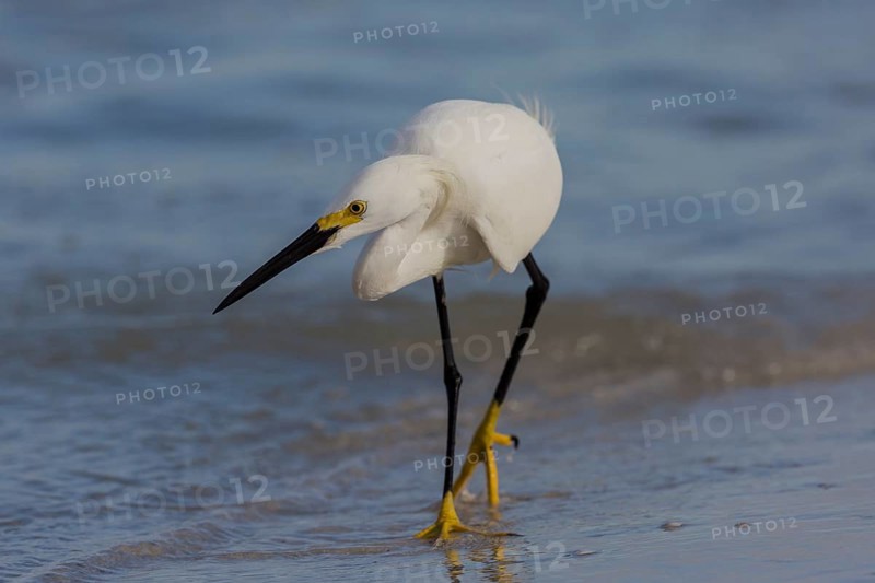 Snowy egret