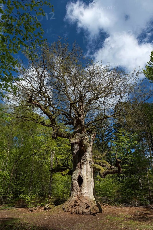 Hute oak in spring