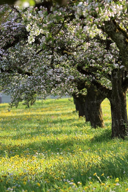 Apple tree