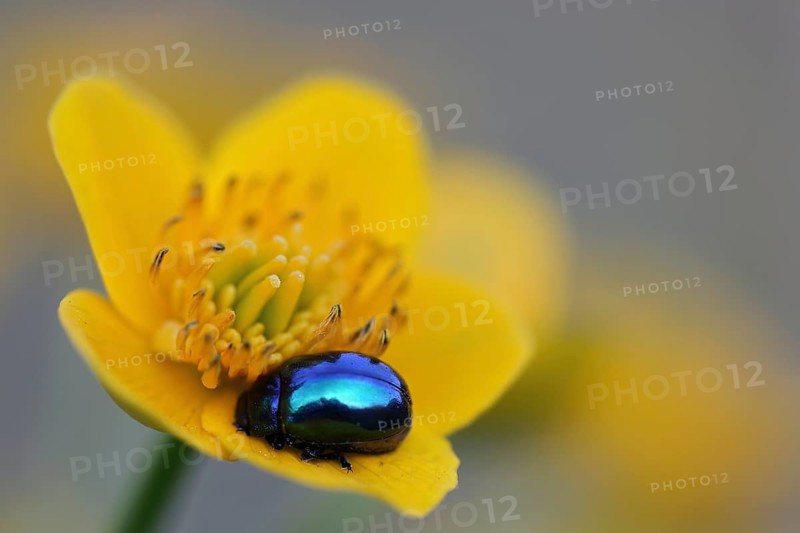 Sumpfdotterblume