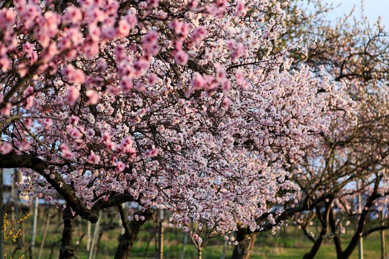 Almond tree